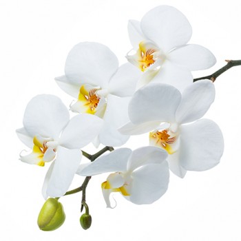 Стол обеденный Танго белый/Орхидея в Дивногорске - divnogorsk.mebel54.com | фото